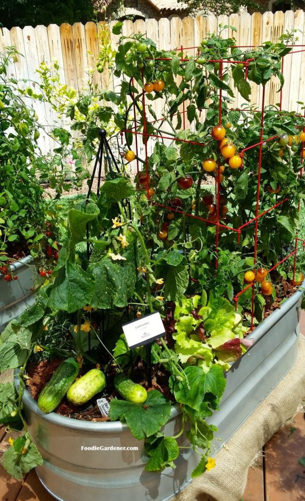 Best ideas about Indoor Vegetable Garden Ideas
. Save or Pin 25 best Container ve able gardening ideas on Pinterest Now.