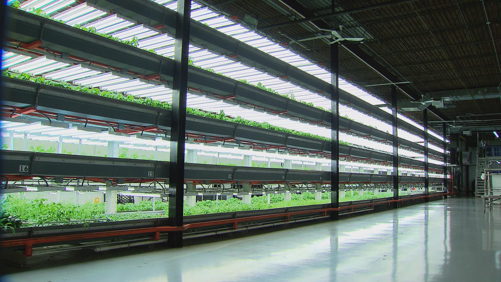 Best ideas about Indoor Vertical Farming
. Save or Pin West Humboldt Park Farm Raises Fresh Fish Greens in ce Now.