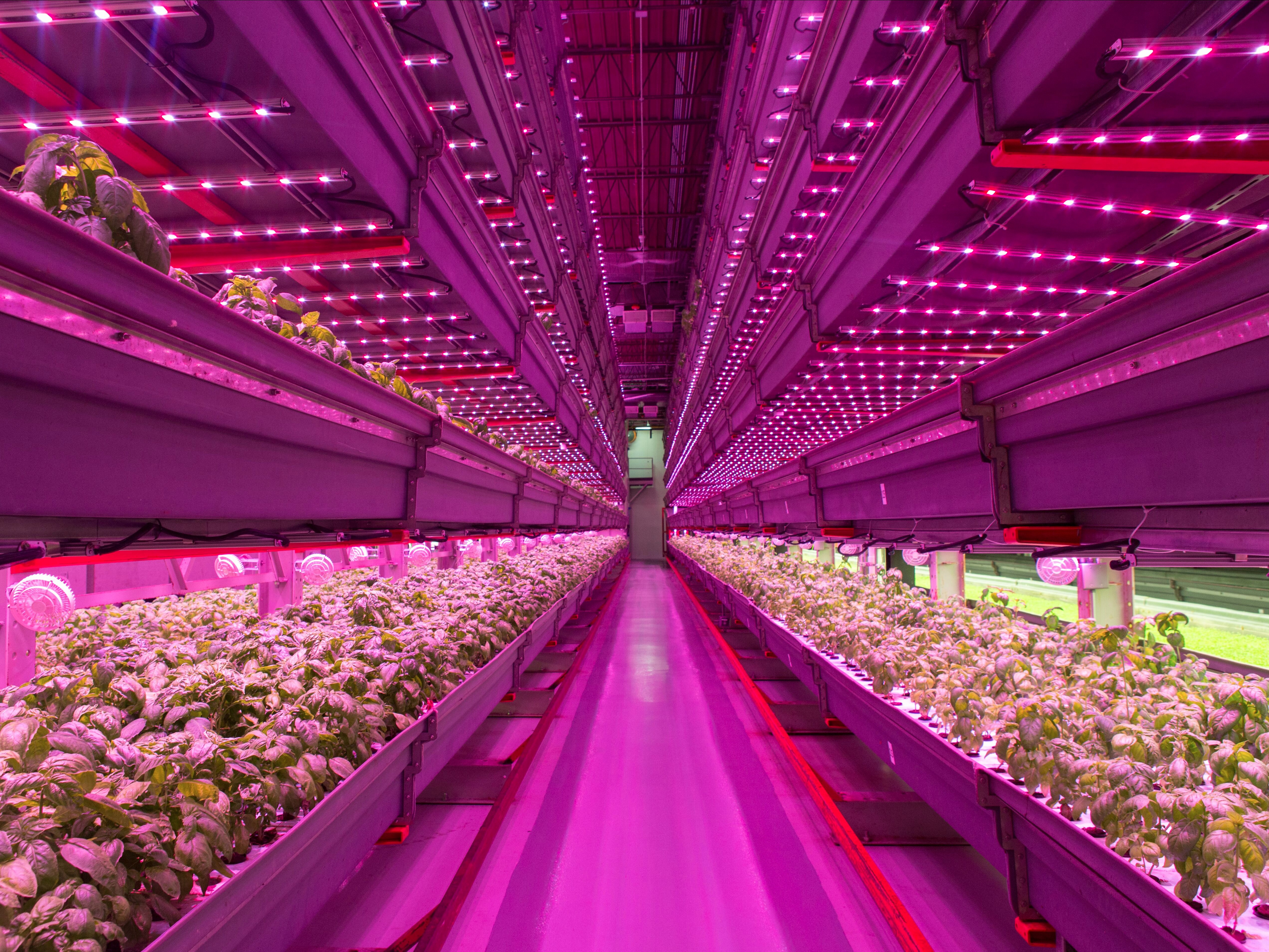 Best ideas about Indoor Vertical Farming
. Save or Pin Indoor vertical farm is the future of agriculture Now.