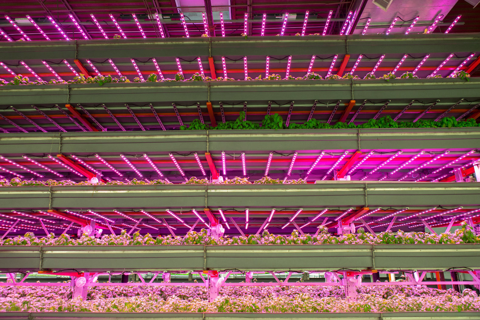 Best ideas about Indoor Vertical Farming
. Save or Pin FarmedHere to open a 60 000 square foot vertical indoor Now.