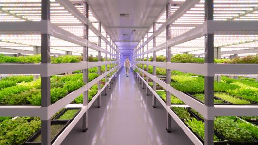 Best ideas about Indoor Vertical Farming
. Save or Pin Las Vegas indoor vertical farm set to launch deliveries Now.