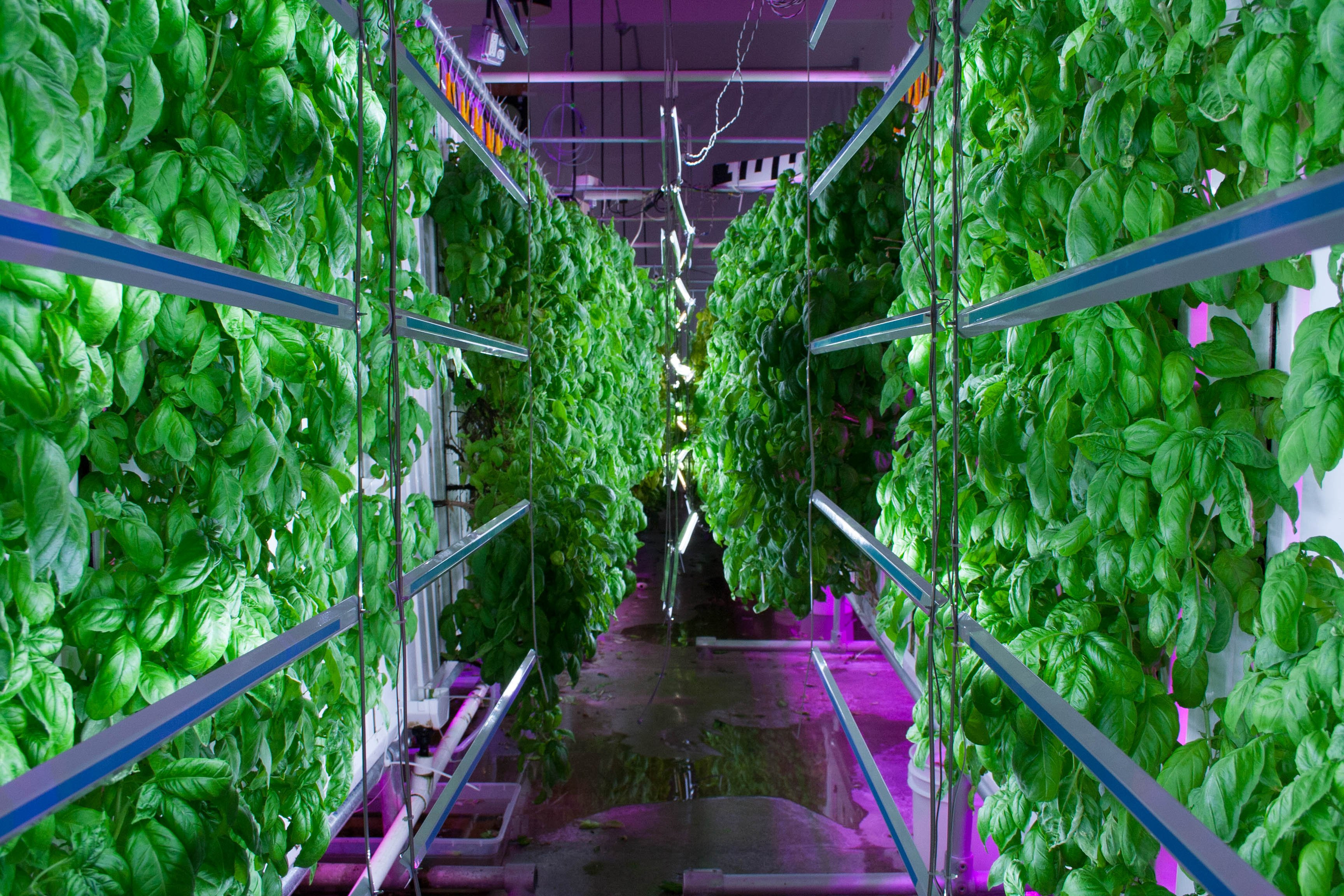 Best ideas about Indoor Vertical Farming
. Save or Pin Indoor Vertical Farm Capable Feeding More Than 180 000 Now.