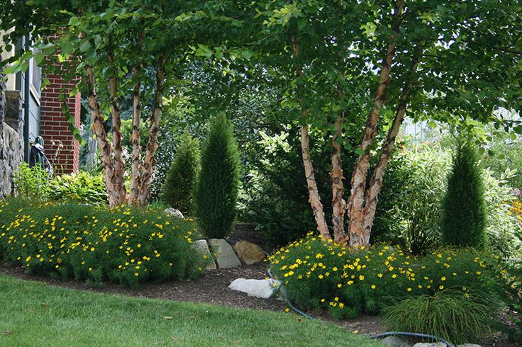 Best ideas about Landscape Around Trees
. Save or Pin Foundation planting of evergreens deciduous trees and Now.
