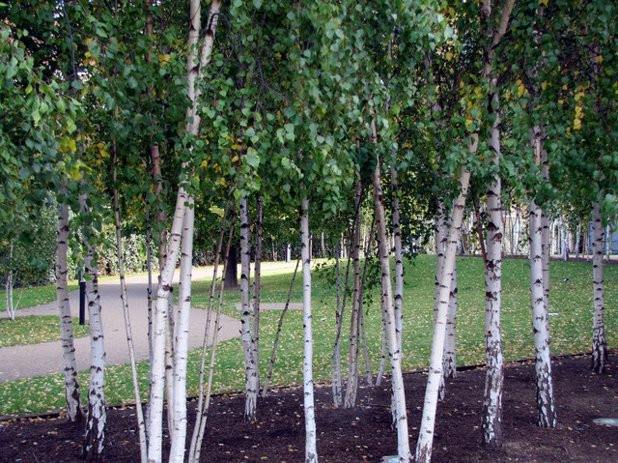 Best ideas about Landscape With Birch Trunks
. Save or Pin Es werde Licht Birken hellen den Garten auf Now.