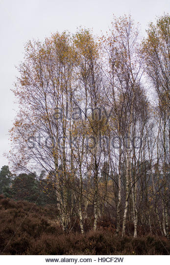 Best ideas about Landscape With Birch Trunks
. Save or Pin mon Birch Tree Trunks Stock s & mon Birch Tree Now.