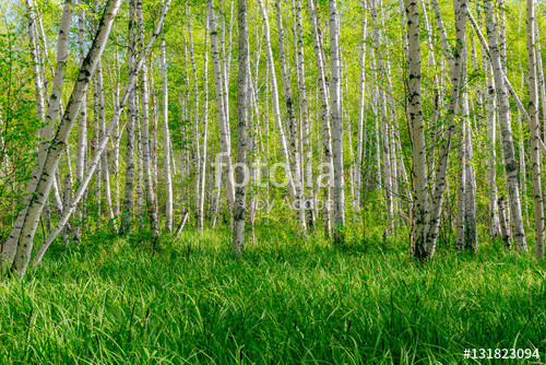 Best ideas about Landscape With Birch Trunks
. Save or Pin "Beautiful summer landscape with forest and green grass Now.