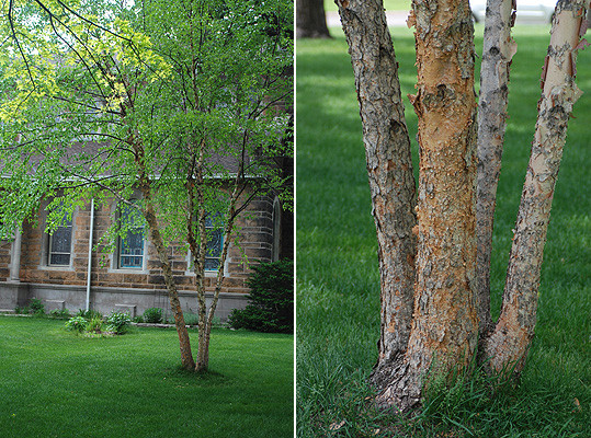 Best ideas about Landscape With Birch Trunks
. Save or Pin River Birch Oregon State Univ LANDSCAPE PLANTS Now.