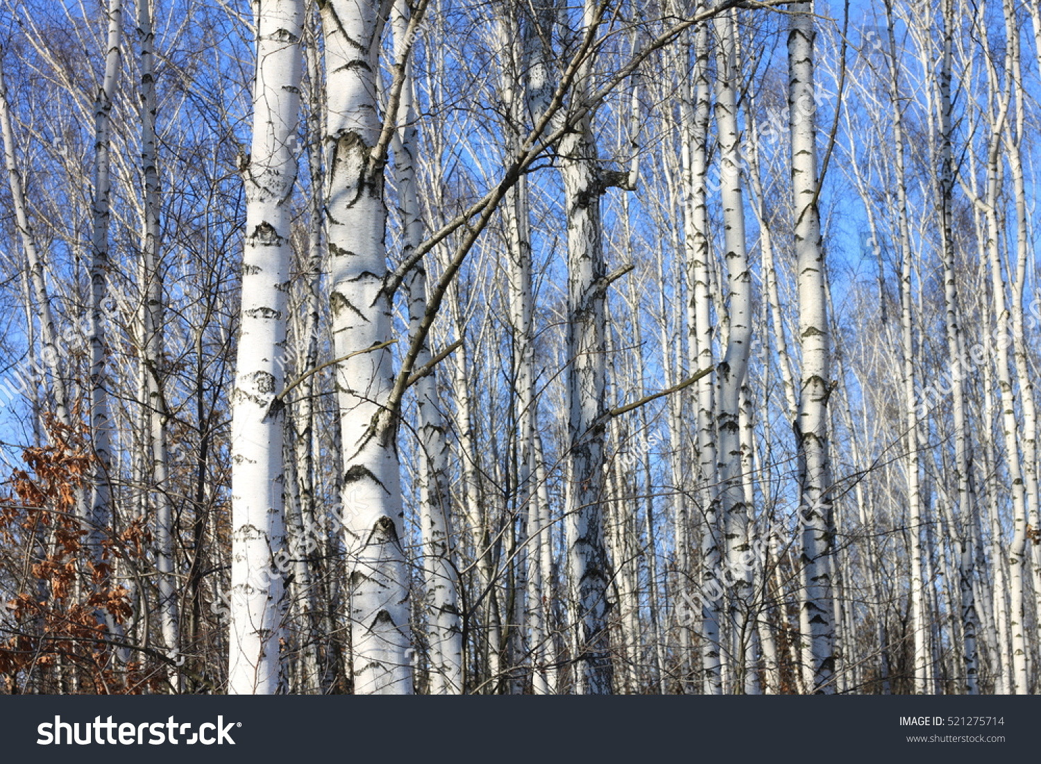 Best ideas about Landscape With Birch Trunks
. Save or Pin Beautiful Landscape White Birches Against Blue Stock Now.