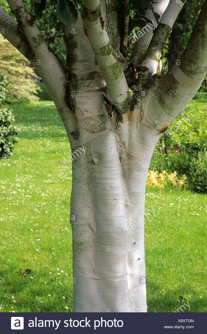 Best ideas about Landscape With Birch Trunks
. Save or Pin Betula utilis jacquemontii Inverleith trunk and silver Now.