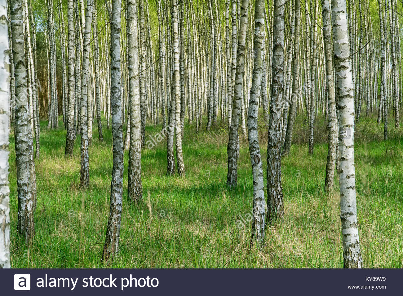 Best ideas about Landscape With Birch Trunks
. Save or Pin White Stem Birch Tree Stock s & White Stem Birch Tree Now.