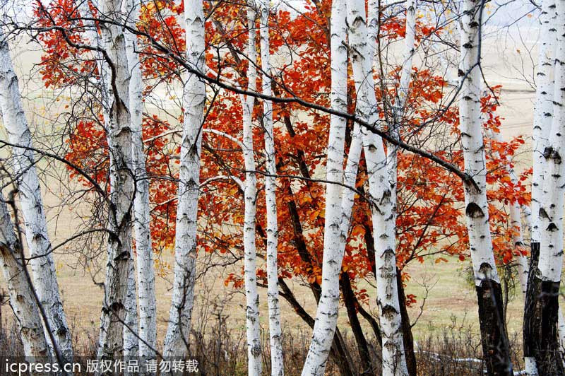 Best ideas about Landscape With Birch Trunks
. Save or Pin Birch trees enhance winter landscape[5] Chinadaily Now.