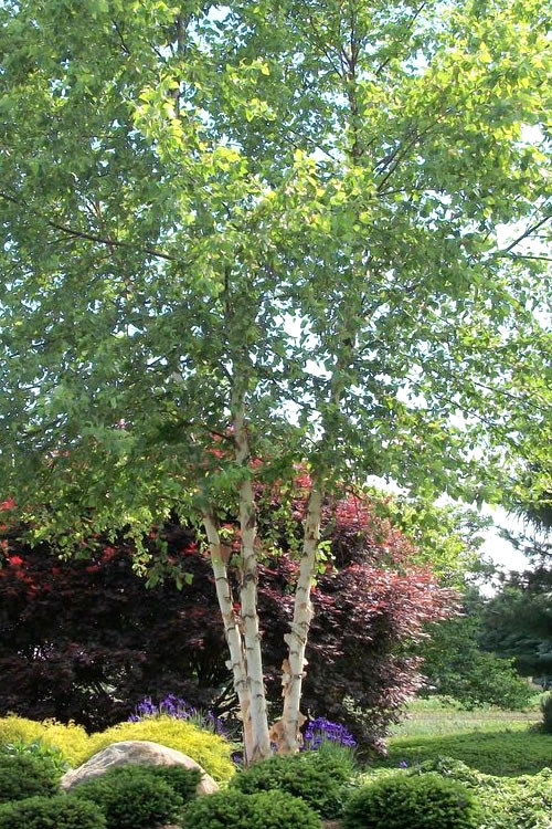 Best ideas about Landscape With Birch Trunks
. Save or Pin Buy River Birch Tree For Sale line From Wilson Bros Gardens Now.