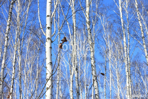 Best ideas about Landscape With Birch Trunks
. Save or Pin "Beautiful landscape with white birches against blue sky Now.