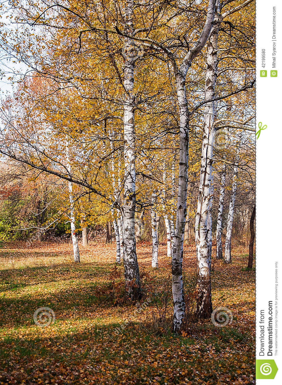 Best ideas about Landscape With Birch Trunks
. Save or Pin Beautiful Autumn Landscape Stock Image Now.