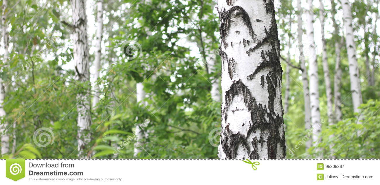 Best ideas about Landscape With Birch Trunks
. Save or Pin Beautiful Landscape With Young Juicy Birches With Green Now.