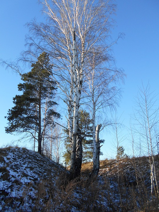 Best ideas about Landscape With Birch Trunks
. Save or Pin Free photo Wood Landscape Trunk Sky Tree Birch Max Pixel Now.