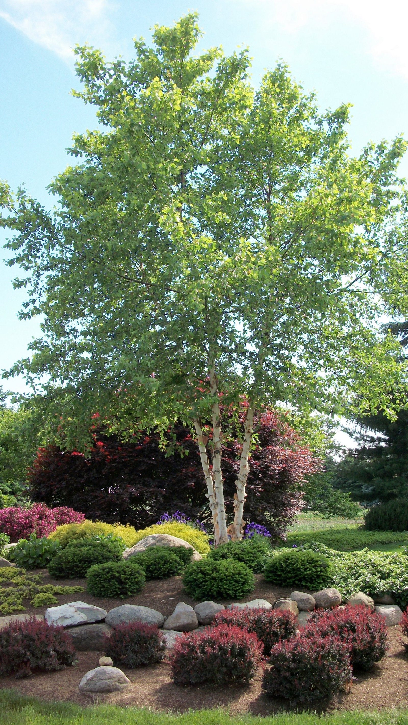 Best ideas about Landscape With Birch Trunks
. Save or Pin Plant Detail – Willoway Nurseries Inc Now.