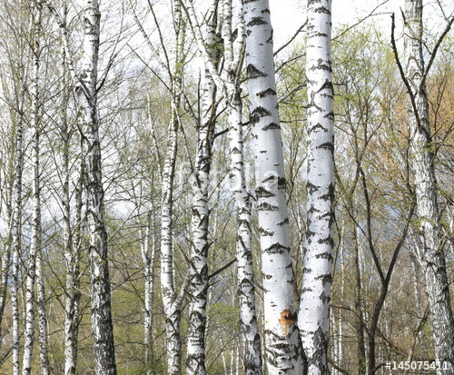 Best ideas about Landscape With Birch Trunks
. Save or Pin "Trunks of birch trees in forest birches in sunlight in Now.