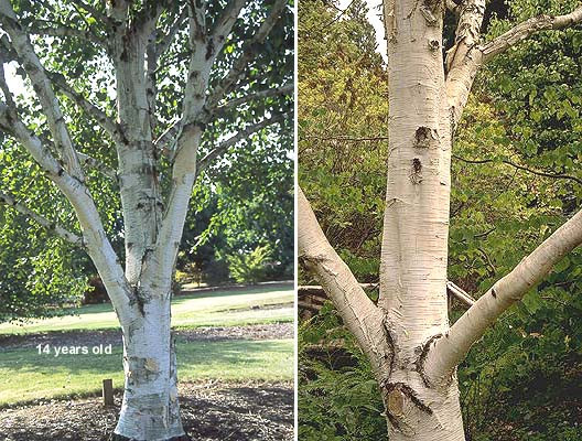 Best ideas about Landscape With Birch Trunks
. Save or Pin The Beauty of Birch Trees for Home and Landscaping Plantings Now.