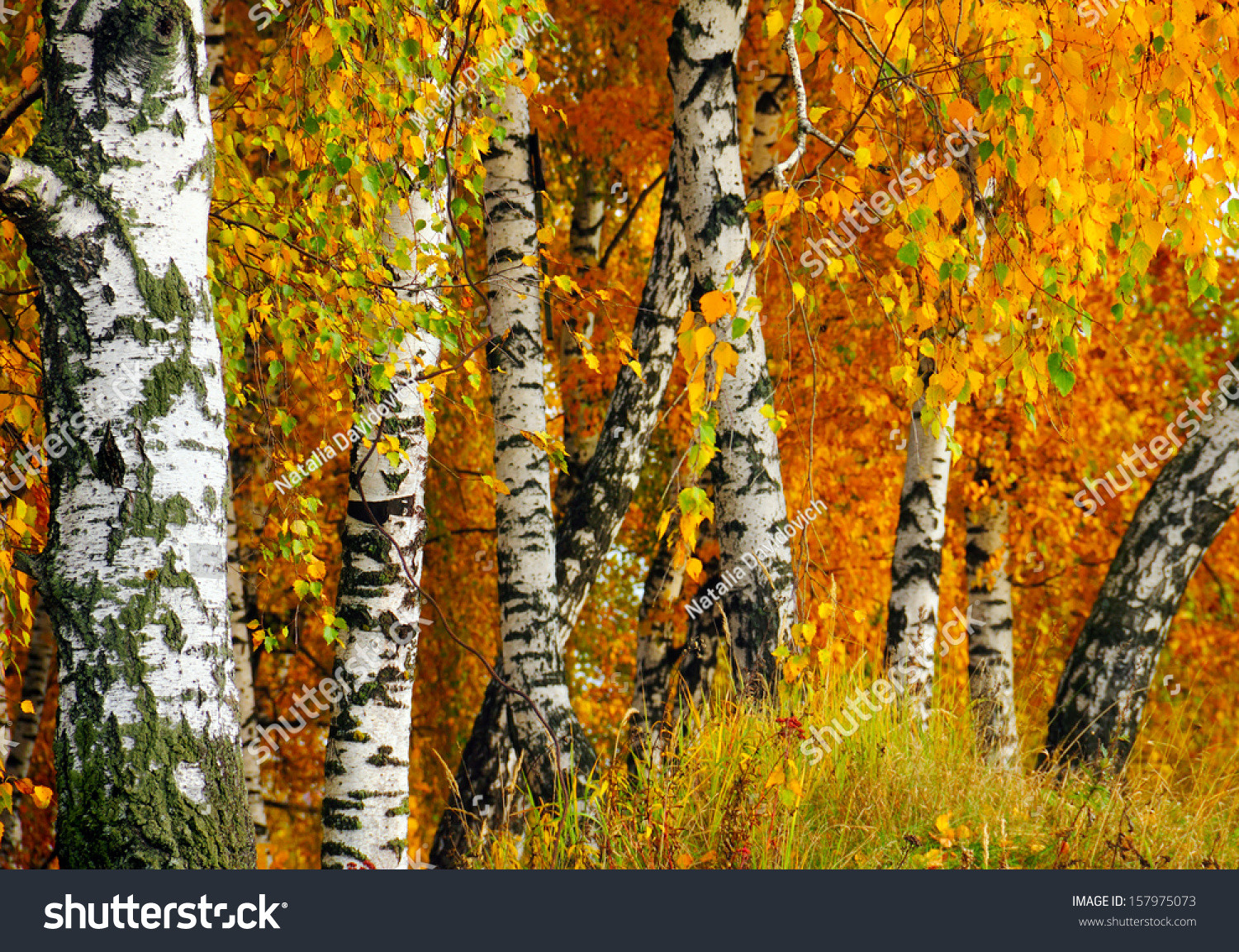 Best ideas about Landscape With Birch Trunks
. Save or Pin Beautiful Nature Landscape White Birch Trunks And Now.