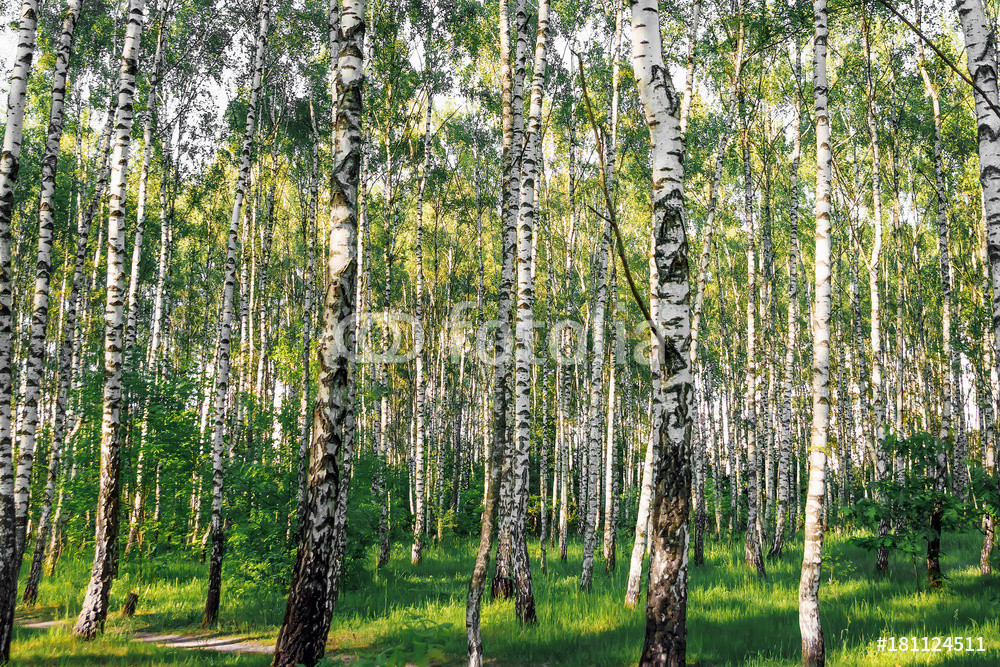 Best ideas about Landscape With Birch Trunks
. Save or Pin Fotobehang Beautiful landscape Russian forest White Now.