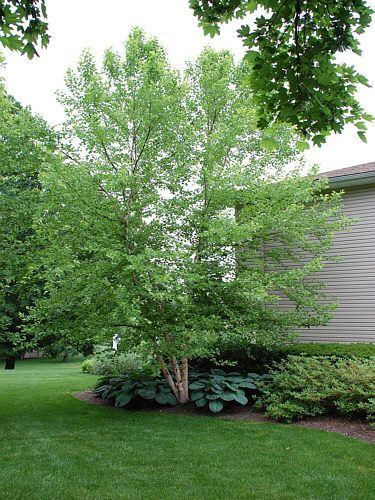 Best ideas about Landscape With Birch Trunks
. Save or Pin River Birch Heritage pretty branching trunk Now.