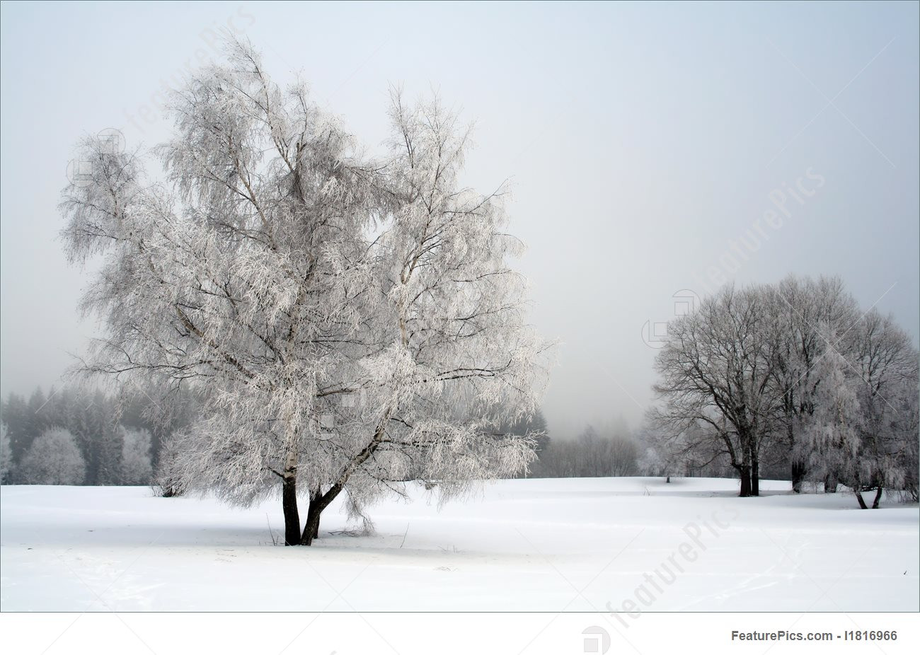 Best ideas about Landscape With Snow
. Save or Pin Snow Landscape With Trees Now.