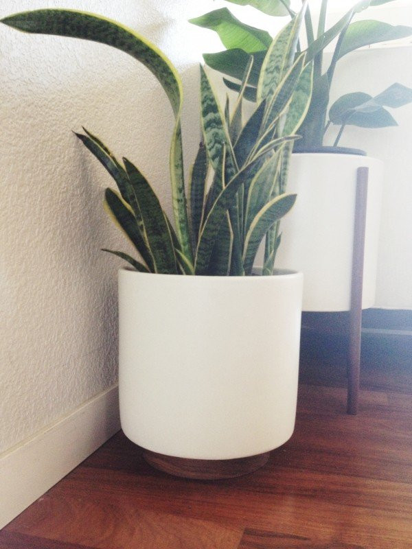 Best ideas about Large Indoor Planters
. Save or Pin Indoor Planters Foter Now.