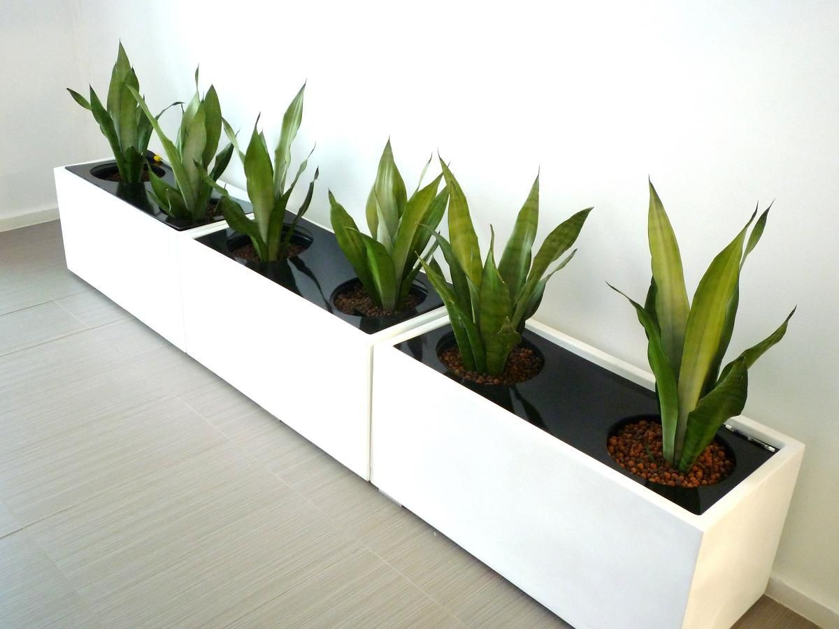 Best ideas about Large Indoor Planters
. Save or Pin Indoor Plant Pots Melbourne Now.