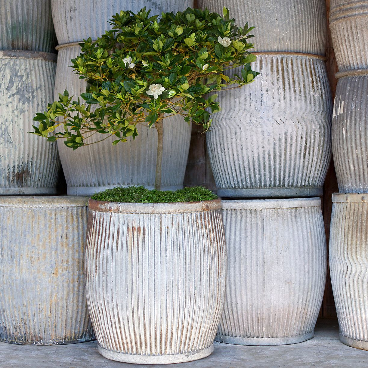 Best ideas about Large Outdoor Planter
. Save or Pin Vintage Zinc Barrel Now.