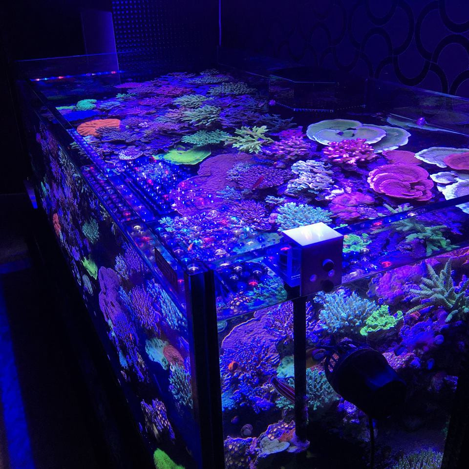 Best ideas about Led Aquarium Lights
. Save or Pin Aquarium LED Lighting s best Reef Aquarium LED Now.