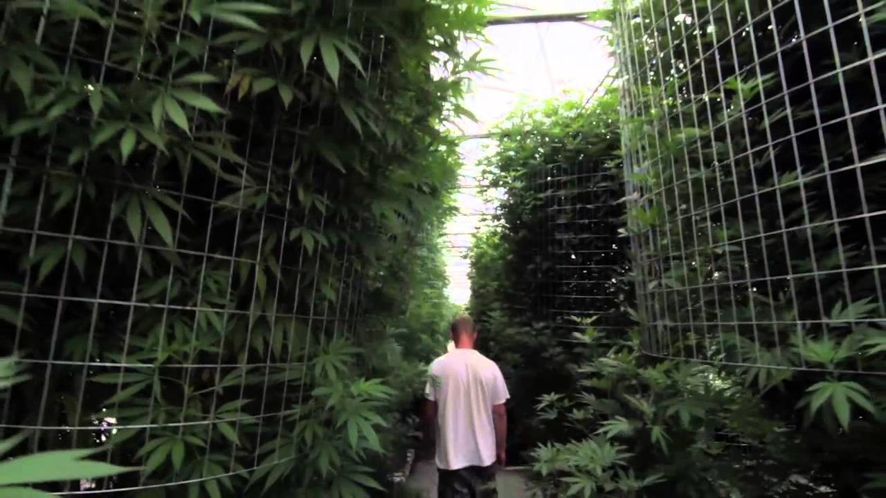 Best ideas about Light Deprivation Greenhouse DIY
. Save or Pin Cannabis Greenhouse Systems Now.