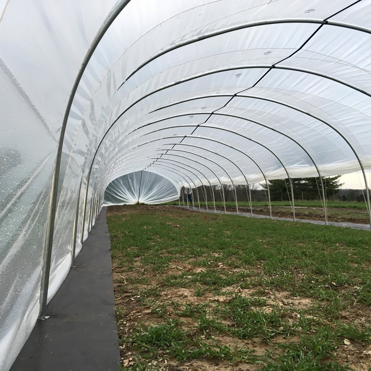 Best ideas about Light Deprivation Greenhouse DIY
. Save or Pin Grow year round affordably with caterpillar tunnels Now.