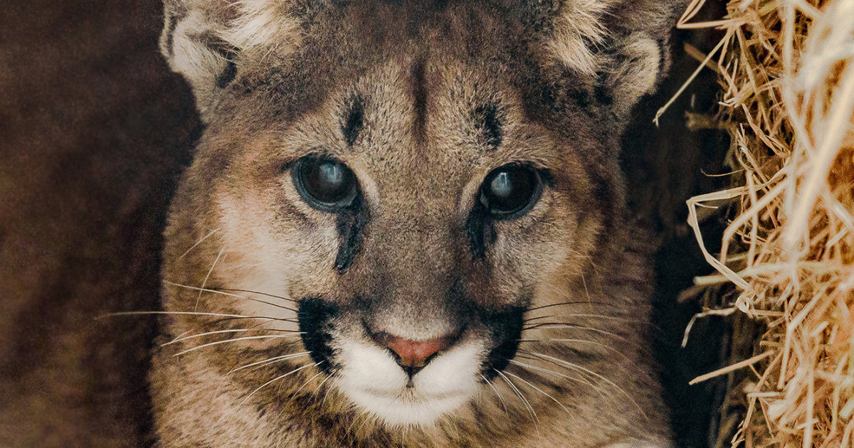 Best ideas about Lion In Your Living Room
. Save or Pin Oregon Woman Found Mountain Lion in Living Room Now.