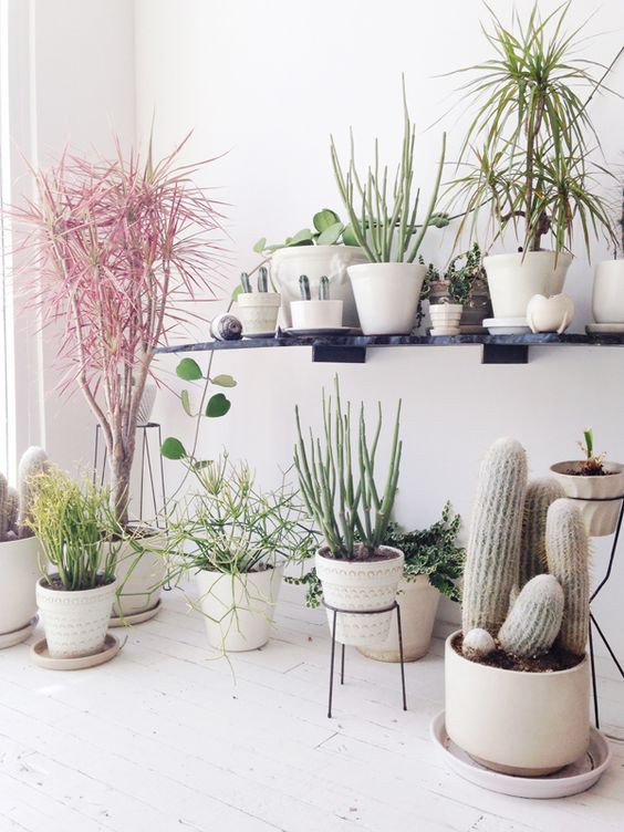 Best ideas about Living Room Plants
. Save or Pin 7 Different Way to Indoor Plants Decoration Ideas in Now.