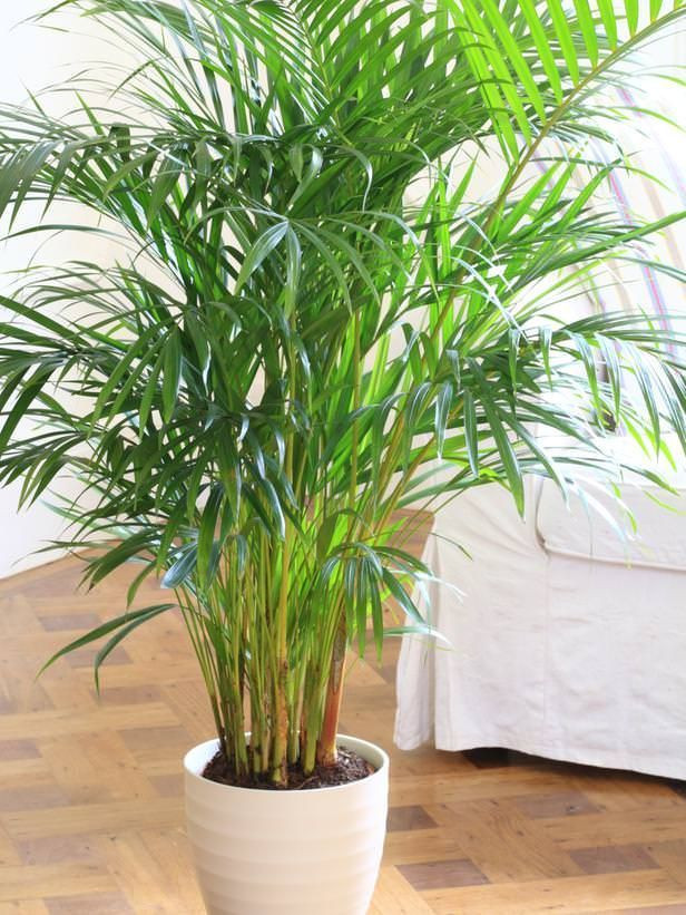 Best ideas about Low Light Indoor Plants
. Save or Pin 25 best ideas about Low light plants on Pinterest Now.