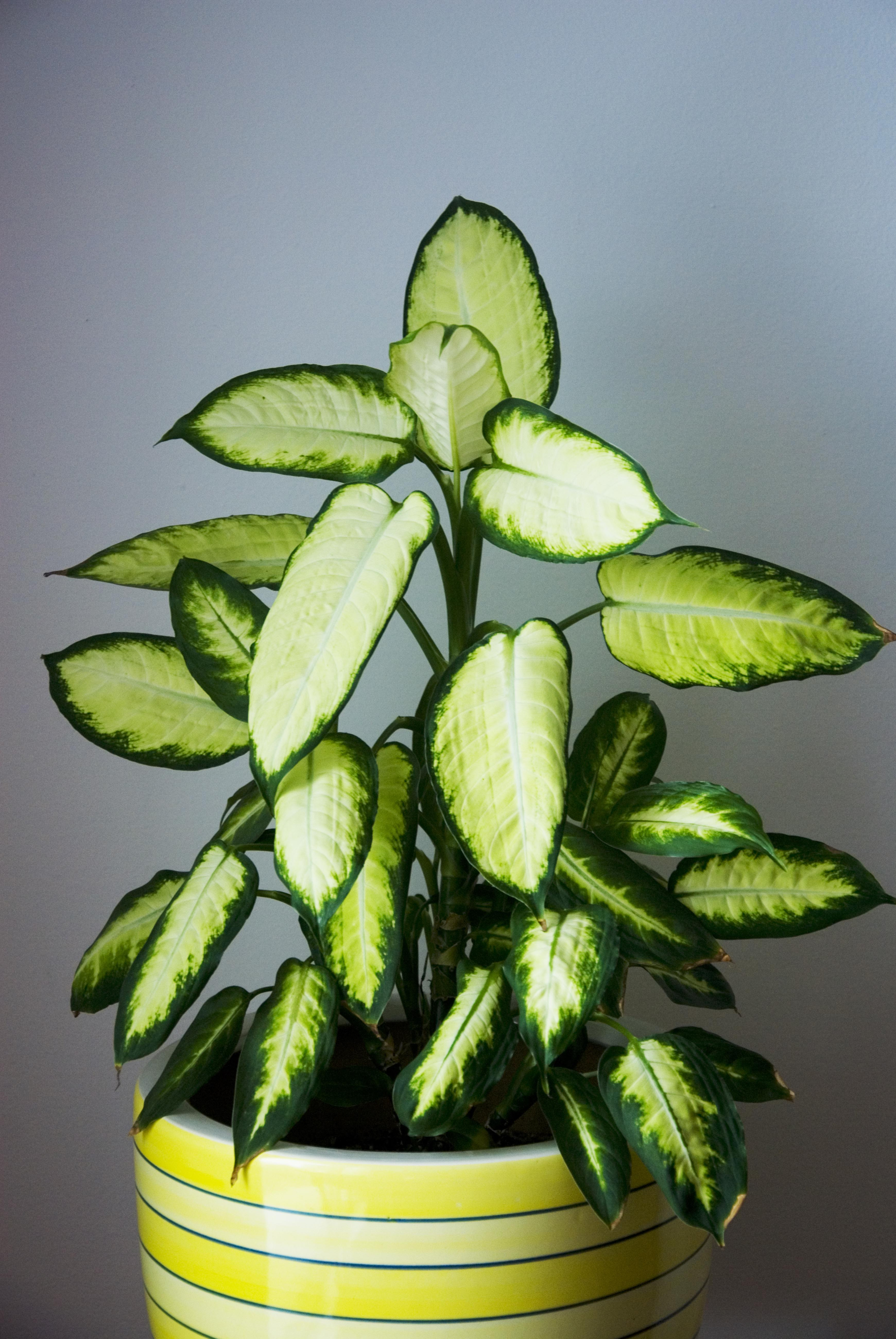 Best ideas about Low Light Indoor Plants
. Save or Pin Low Light Houseplants Plants That Don t Require Much Light Now.