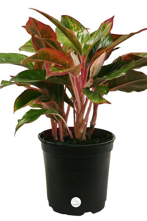 Best ideas about Low Light Indoor Plants
. Save or Pin 12 Houseplants That Can Survive Low Light Best Indoor Now.