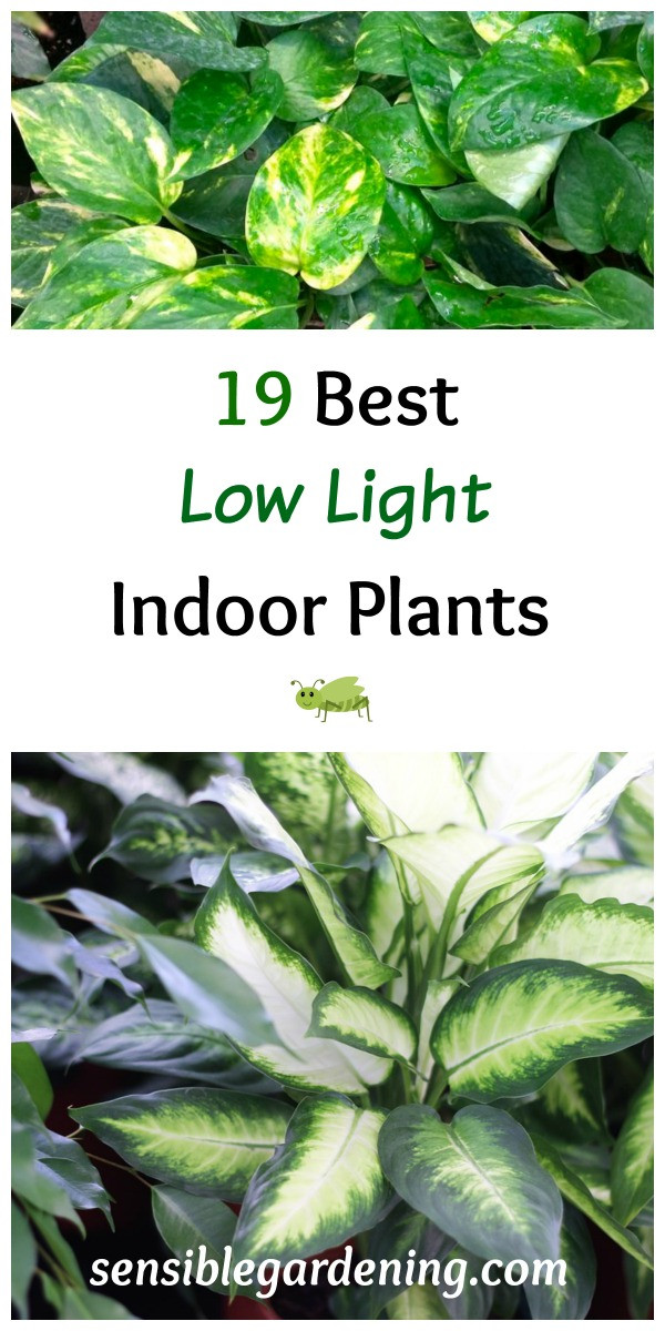 Best ideas about Low Light Indoor Plants
. Save or Pin 19 Best Low Light Indoor Plants SENSIBLE GARDENING AND Now.