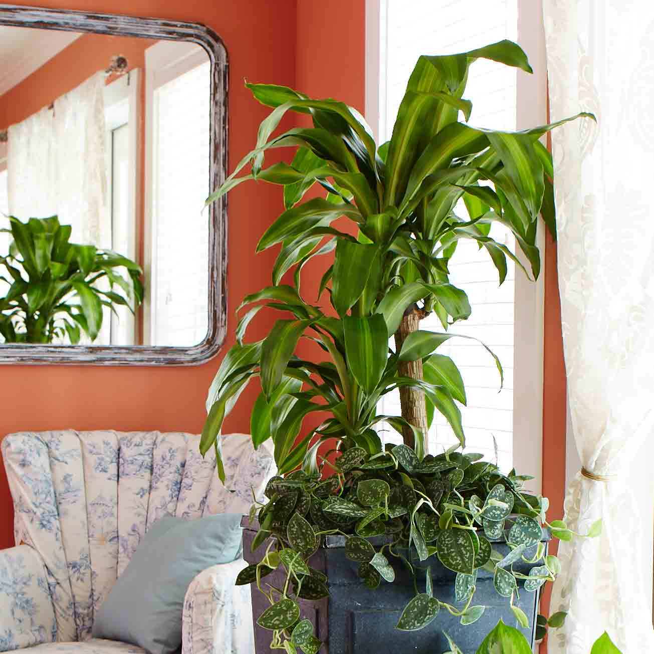 Best ideas about Low Light Indoor Plants
. Save or Pin 10 Best Low Light Houseplants Now.