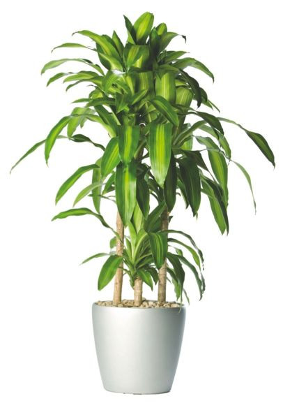 Best ideas about Low Light Indoor Plants
. Save or Pin 1000 ideas about Indoor Plants Low Light on Pinterest Now.