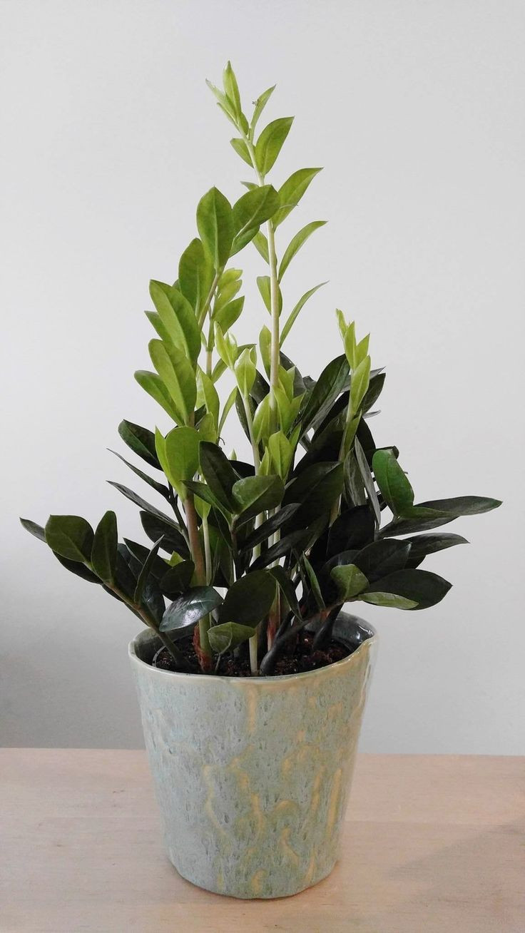 Best ideas about Low Light Indoor Plants
. Save or Pin 25 best ideas about Low Light Plants on Pinterest Now.