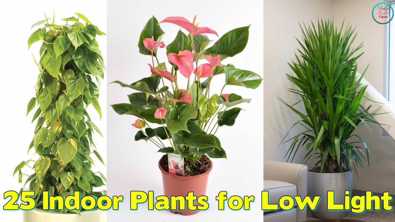 Best ideas about Low Light Indoor Plants
. Save or Pin Indoor Plants for Low Light Now.