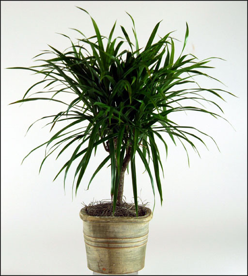 Best ideas about Low Light Indoor Plants
. Save or Pin tropical plants low light Now.