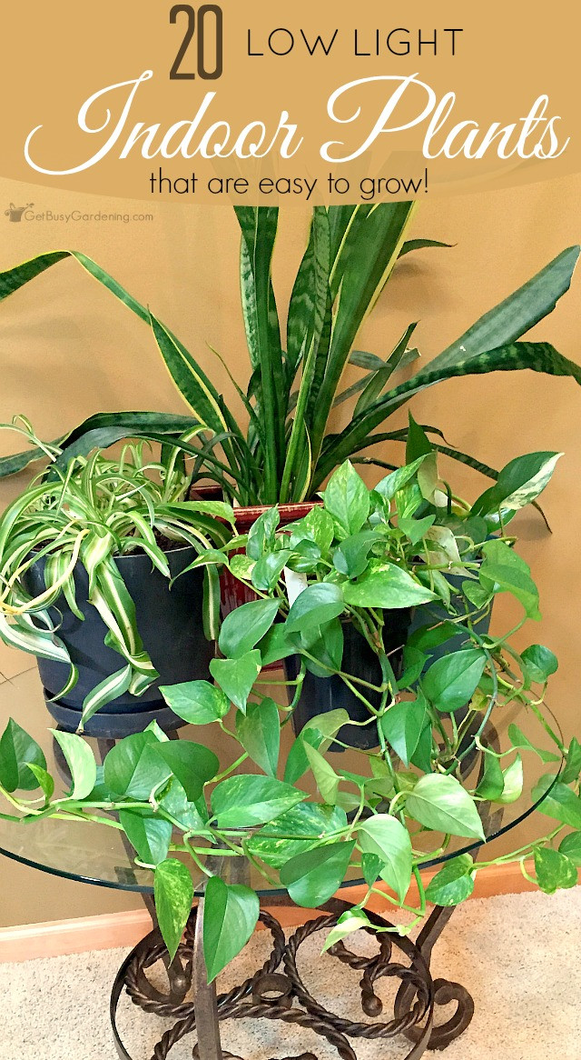 Best ideas about Low Light Indoor Plants
. Save or Pin Low Light Indoor Plant List 20 Houseplants That Are Easy Now.