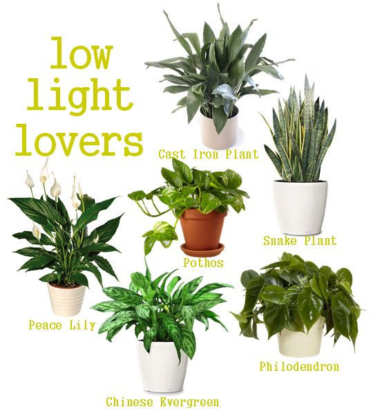 Best ideas about Low Light Indoor Plants
. Save or Pin 1000 ideas about House Plants on Pinterest Now.