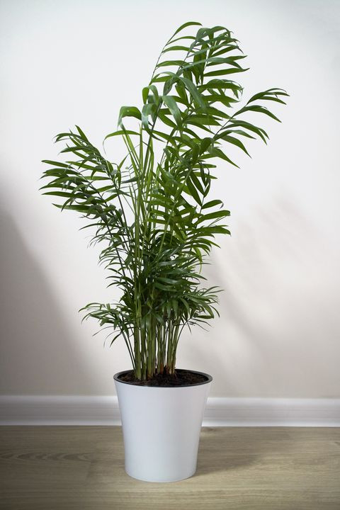 Best ideas about Low Light Indoor Plants
. Save or Pin 12 Houseplants That Can Survive Low Light Best Indoor Now.