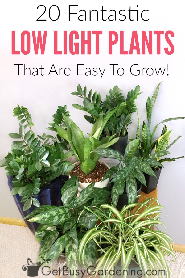 Best ideas about Low Light Indoor Plants
. Save or Pin 20 Low Light Indoor Plants That Are Easy To Grow Get Now.