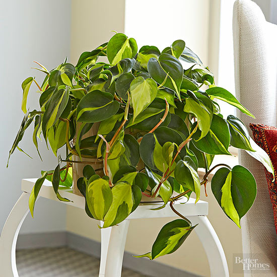 Best ideas about Low Light Indoor Plants
. Save or Pin Indoor Plants for Low Light Now.