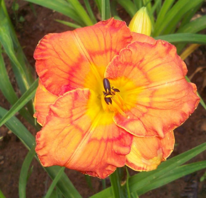 Best ideas about Mike'S Backyard Nursery
. Save or Pin Festive Fall daylily Daylilies Pinterest Now.